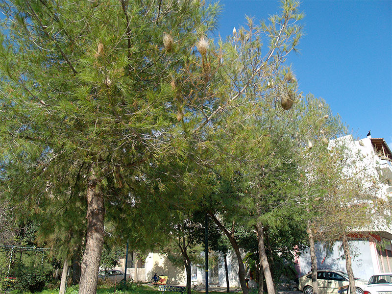 KAMPIES-ELEFTHERIAS-17-02-17.jpg