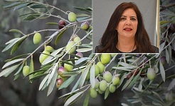 Σκάνδαλο ΟΠΕΚΕΠΕ, κόστος παραγωγής συν τα προβλήματα στην δακοκτονία φέρνουν σοβαρή ανησυχία στους καλλιεργητές