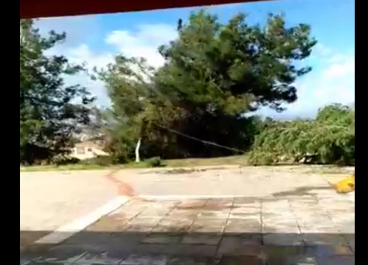 ÎαÏβαÏÏÏηÏα ÏÏο ÏÏÏαÏÏÏεδο ÎαλαμάÏαÏ: ΡίÏνοÏ
ν Ï
γιή δÎνÏÏα με μÏοÏ
λνÏÏζαâ¦