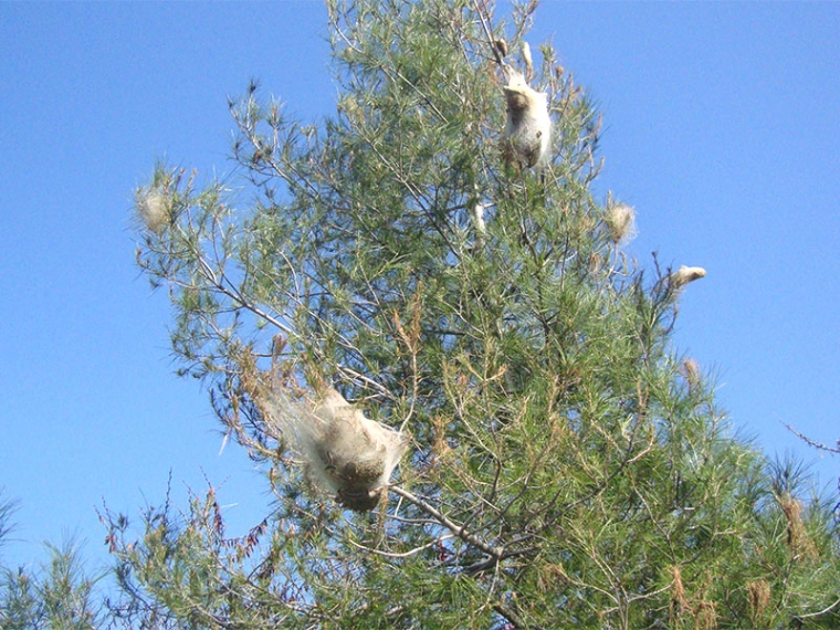 Κάμπιες κατατρώγουν τα πευκάκια στην όχθη του Νέδοντα